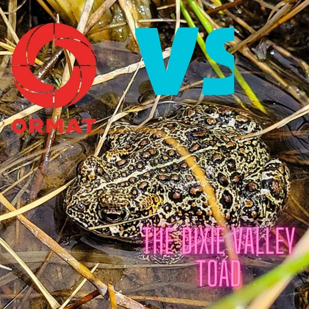 ★Toad★ The Tiny Dixie Valley Toad versus the Reno-Based Megawatt Energy